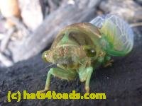 /home//u458753944/public_html/sourcegallery//////////Insects and small critters/aphids cicadas lanternflies and true bugs (Hemiptera)/P1080331.JPG